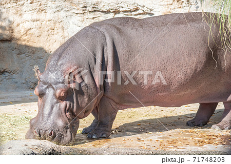 のんびりすごしている動物園のクロサイ 71748203
