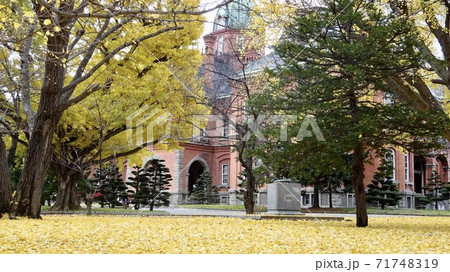 北海道庁旧本庁舎(赤レンガ庁舎) イチョウの紅葉 北海道庁旧本庁舎(赤レンガ庁舎) イチョウの紅葉 71748319