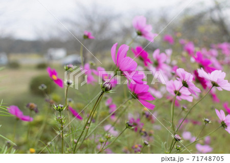 一面に咲き誇る秋桜 71748705