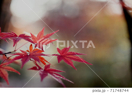 紅葉 71748744