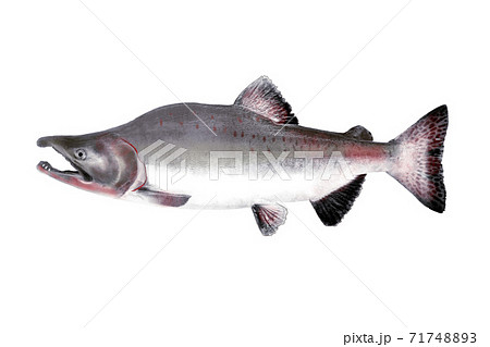 カラフトマス 71748893