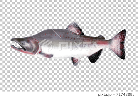 カラフトマス 71748893