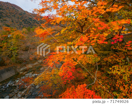 紅葉の鹿股川 (那須塩原、栃木県) 紅葉の鹿股川 (那須塩原、栃木県) 71749026