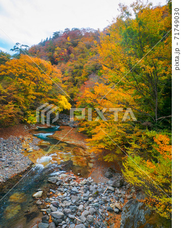 紅葉の鹿股川 (那須塩原、栃木県) 71749030