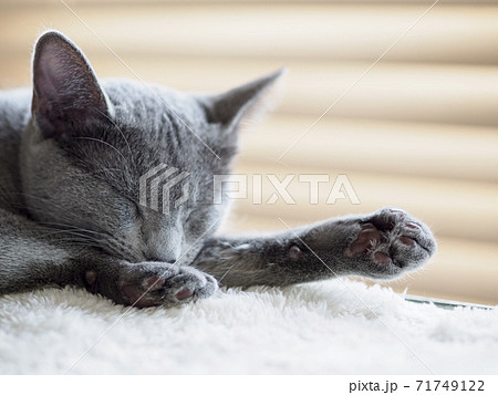 ロシアンブルーの子猫の寝顔 アップ ロシアンブルーの子猫の寝顔 アップ 71749122