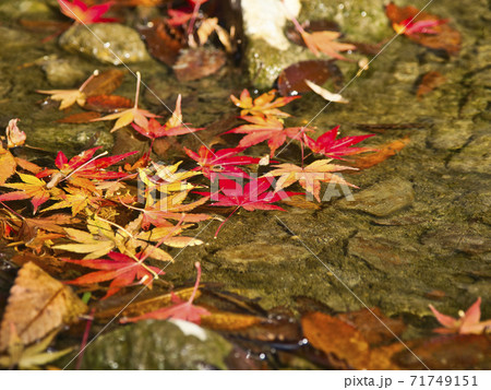 富津もみじロードの紅葉はじめ 71749151