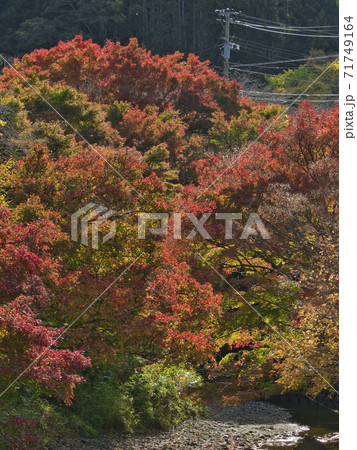 富津もみじロードの紅葉はじめ 71749164