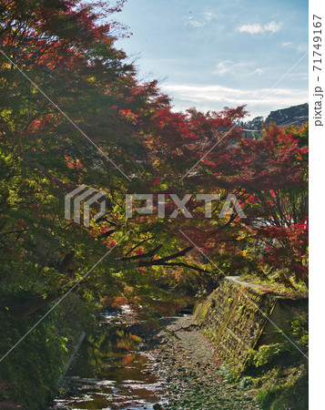 富津もみじロードの紅葉はじめ 富津もみじロードの紅葉はじめ 71749167