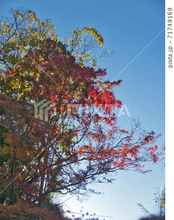 富津もみじロードの紅葉はじめ 71749169