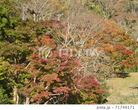 富津もみじロードの紅葉はじめ 富津もみじロードの紅葉はじめ 71749171