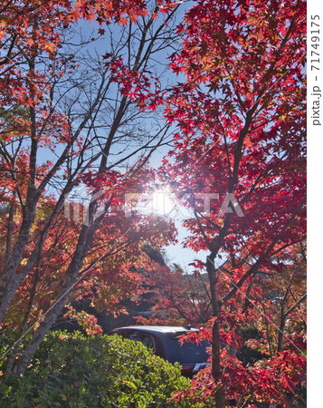 富津もみじロードの紅葉はじめ 富津もみじロードの紅葉はじめ 71749175