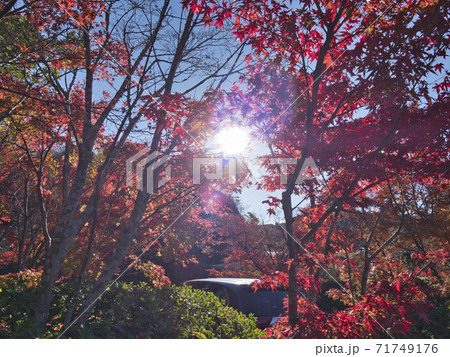 富津もみじロードの紅葉はじめ 富津もみじロードの紅葉はじめ 71749176