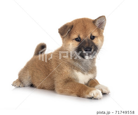puppy shiba inu in studio puppy shiba inu in studio 71749558