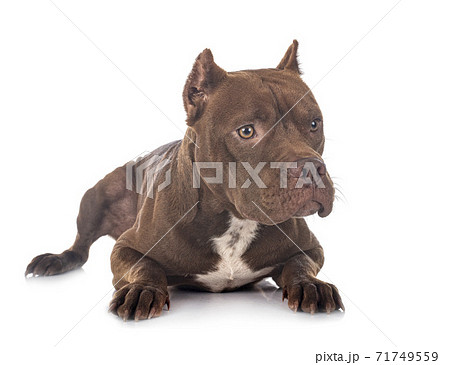 american pit bull terrier american pit bull terrier 71749559