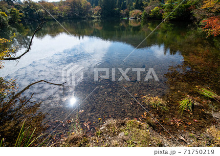 紅葉長崎雲仙温泉の白雲の池と魚 紅葉長崎雲仙温泉の白雲の池と魚 71750219