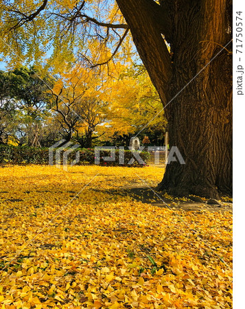《平塚総合公園》イチョウ 《平塚総合公園》イチョウ 71750574