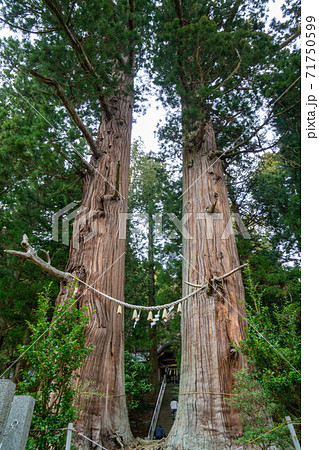 諏訪神社の翁スギ媼スギ　上部で互いの枝が交錯　壮観で威厳を感じる 71750599