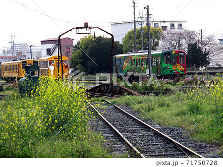 春・菜の花の咲く宇和島運転区とJR四国車輌 春・菜の花の咲く宇和島運転区とJR四国車輌 71750728