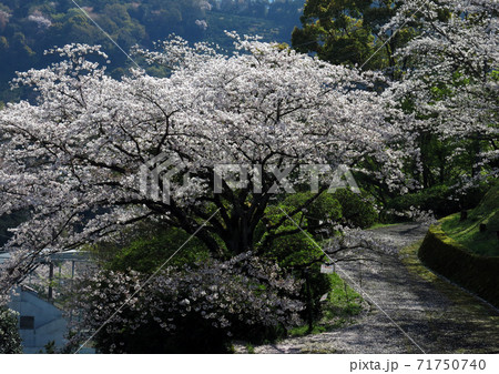 丸山公園の満開の桜 丸山公園の満開の桜 71750740