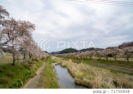 夏井千本桜　花咲く水辺 71750938