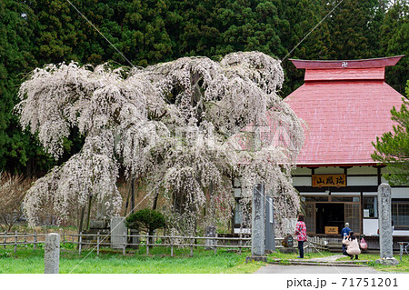瑞鳳山永泉寺と枝垂桜 71751201