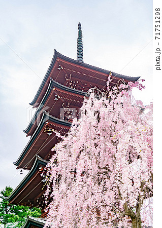 最勝院五重塔 満開の桜 最勝院五重塔 満開の桜 71751298