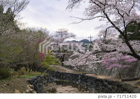 宿谷川沿いにサクラが咲く風景／埼玉県入間郡毛呂山町 71751420