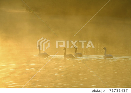埼玉県川島町越辺川白鳥飛来地の朝霧立つ川面に白鳥 71751457