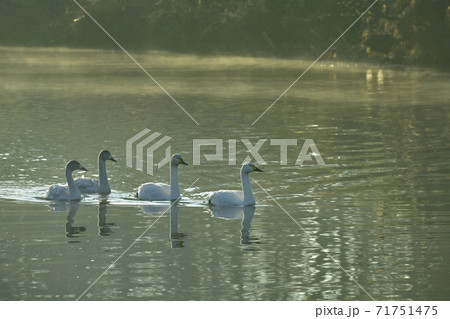 埼玉県川島町越辺川白鳥飛来地の朝霧立つ川面に白鳥 埼玉県川島町越辺川白鳥飛来地の朝霧立つ川面に白鳥 71751475