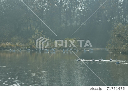 埼玉県川島町越辺川白鳥飛来地の朝霧立つ川面に白鳥 71751476