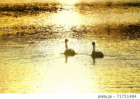 埼玉県川島町越辺川白鳥飛来地の朝焼けの川面に白鳥 71751484
