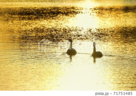 埼玉県川島町越辺川白鳥飛来地の朝焼けの川面に白鳥 71751485