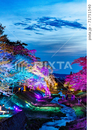 観音寺川　夜桜　ライトアップの演出 71751540