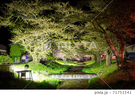 観音寺川　夜桜　ライトアップの演出 71751541
