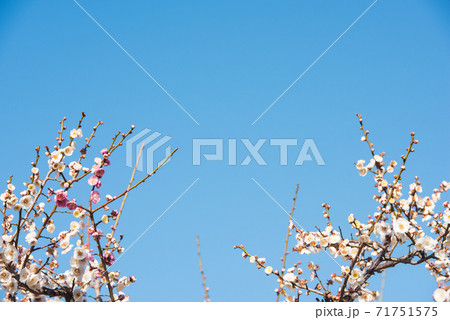 梅の花 71751575