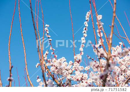 梅の花 梅の花 71751582