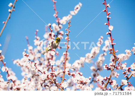 梅の花とメジロ 梅の花とメジロ 71751584