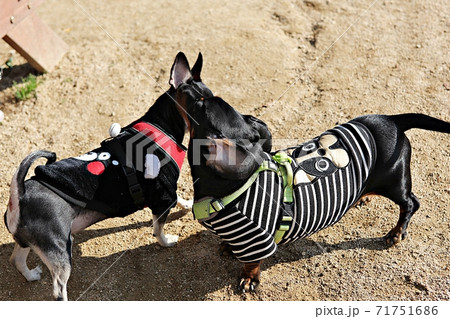 本 犬 動物 71751686