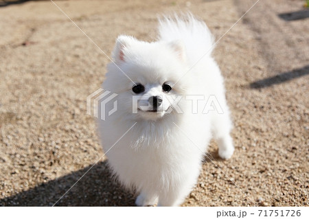 本 犬 動物 71751726