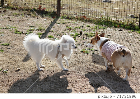 犬 動物 本 71751896