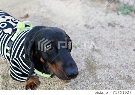 犬 動物 本 71751927