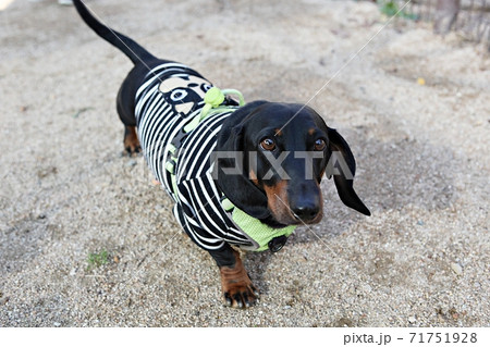 犬 動物 本 71751928