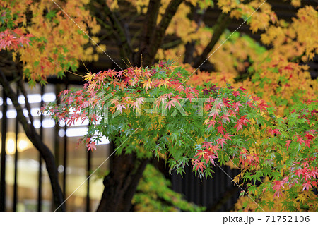 有馬温泉〜瑞宝寺町公園 紅葉 有馬温泉〜瑞宝寺町公園 紅葉 71752106
