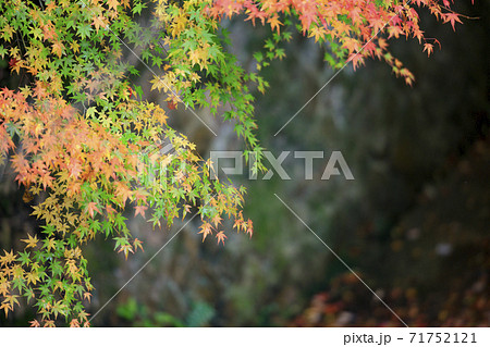 有馬温泉〜瑞宝寺町公園 紅葉 有馬温泉〜瑞宝寺町公園 紅葉 71752121