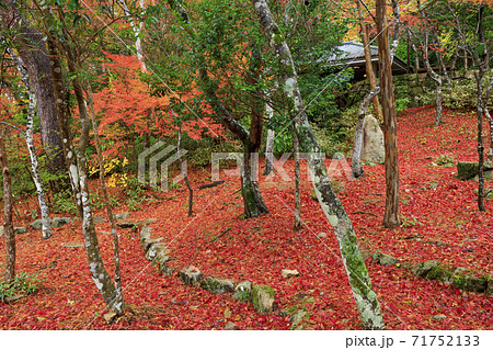 有馬温泉〜瑞宝寺町公園 紅葉 有馬温泉〜瑞宝寺町公園 紅葉 71752133