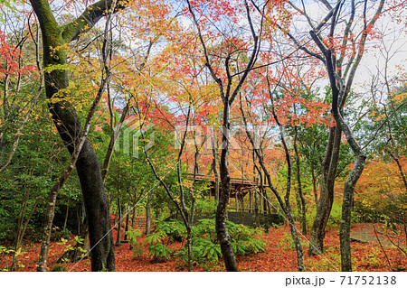 有馬温泉〜瑞宝寺町公園　紅葉 71752138