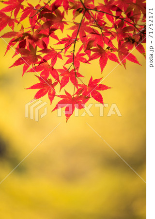 美しく紅葉したもみじ縦② 美しく紅葉したもみじ縦② 71752171