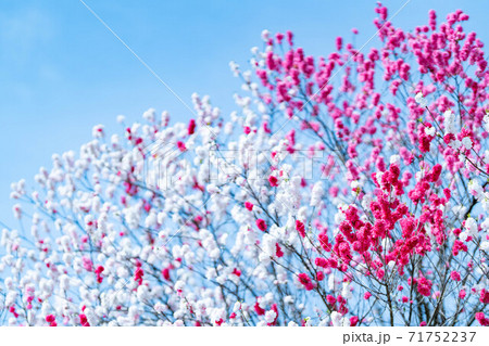 三色桜 源平桃 一つの木に白、赤、ピンクの花色が乱れ咲きの写真素材