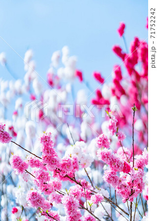 三色桜 源平桃 一つの木に白 赤 ピンクの花色が乱れ咲きの写真素材