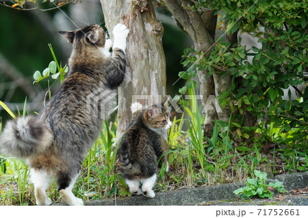 キジトラ白野良猫お母さんに爪とぎを教わる可愛い子猫 71752661